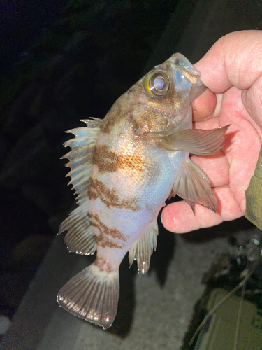 メバルの釣果