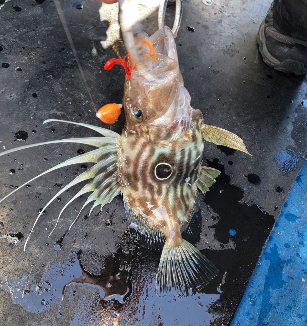 かわぐーさんの釣果 2枚目の画像