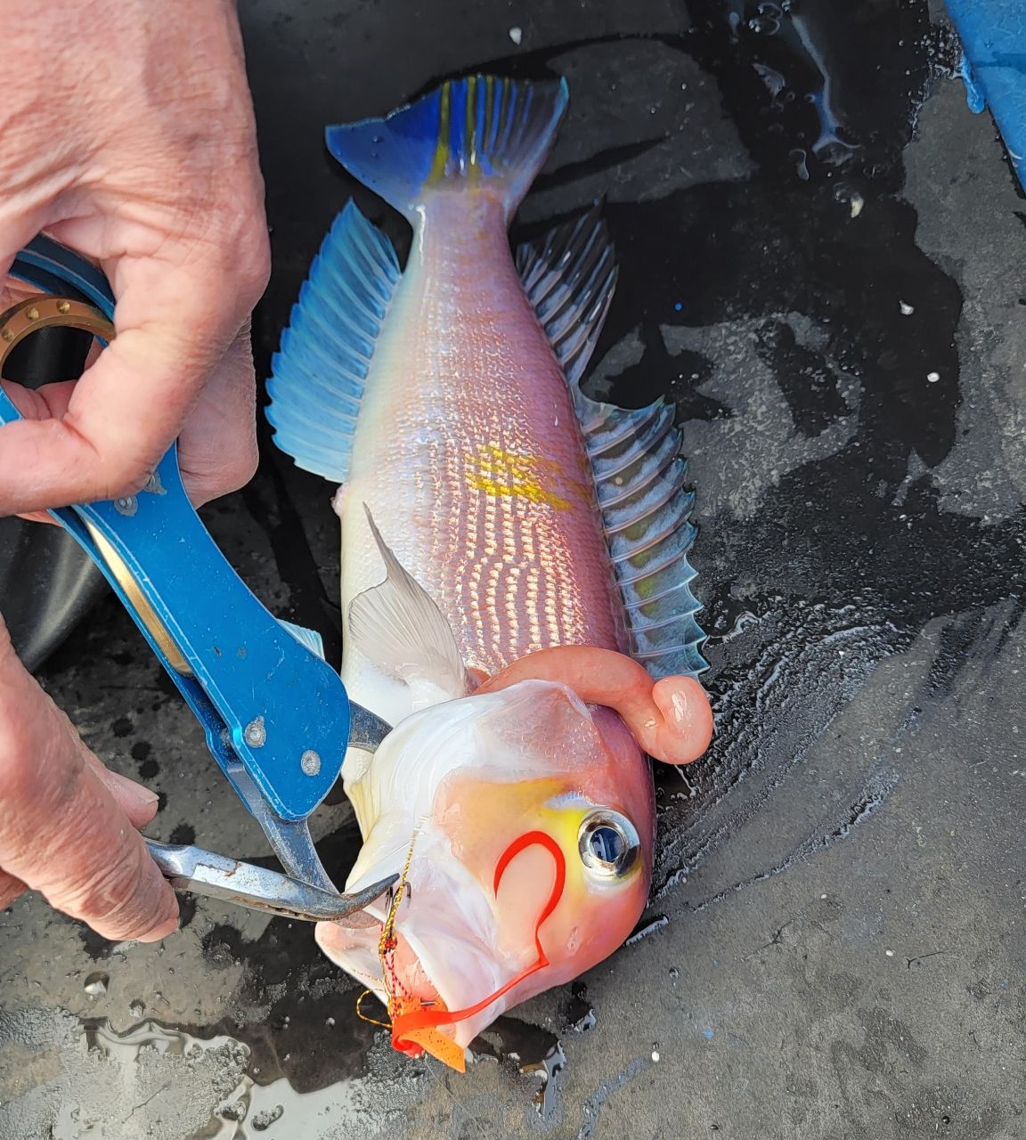 かわぐーさんの釣果 3枚目の画像