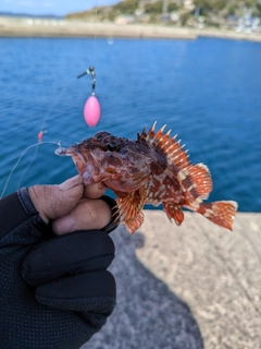 アラカブの釣果