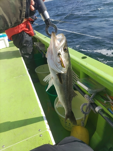 シーバスの釣果