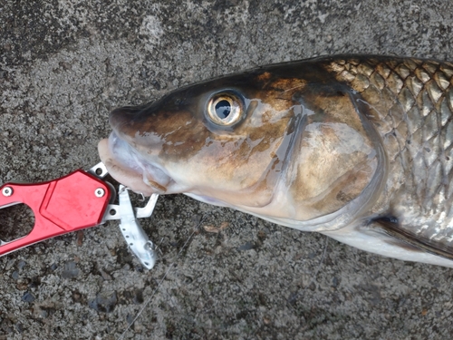 ニゴイの釣果