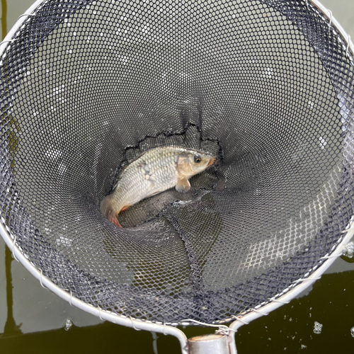 コイの釣果