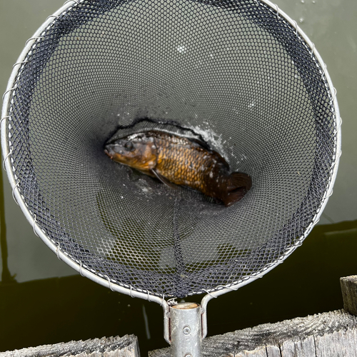 コイの釣果