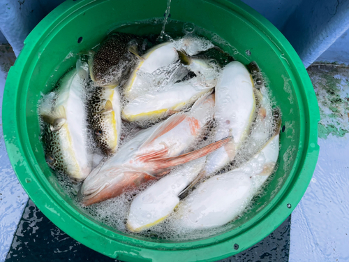 ショウサイフグの釣果