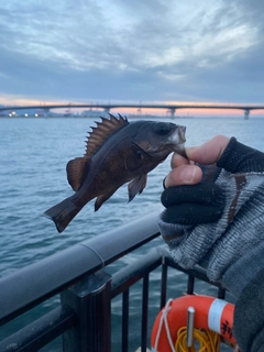 クロメバルの釣果