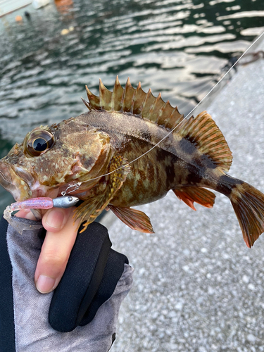 カサゴの釣果