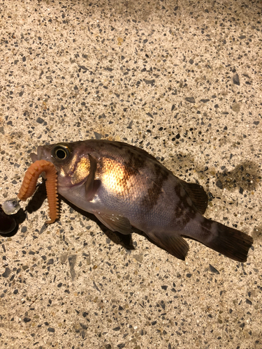 メバルの釣果