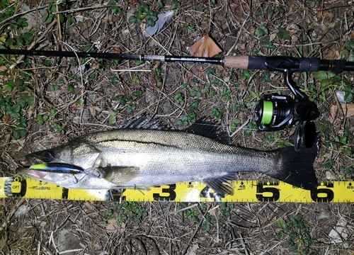 シーバスの釣果