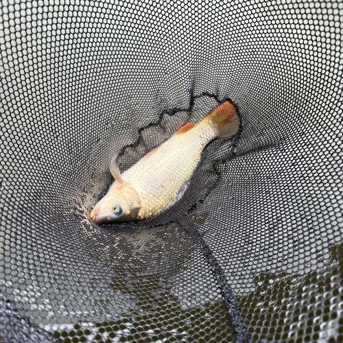 コイの釣果