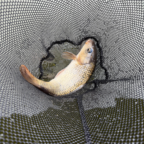 コイの釣果