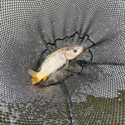 コイの釣果