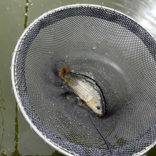 コイの釣果