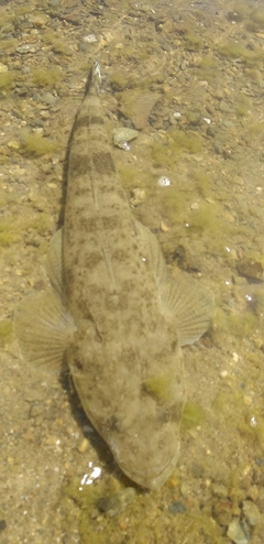 コチの釣果