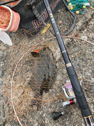 メジナの釣果