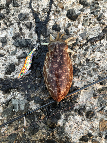 ヤリイカの釣果