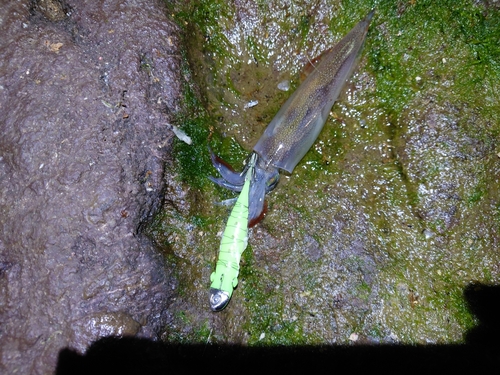 ケンサキイカの釣果