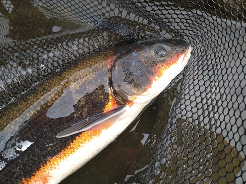 マルタウグイの釣果