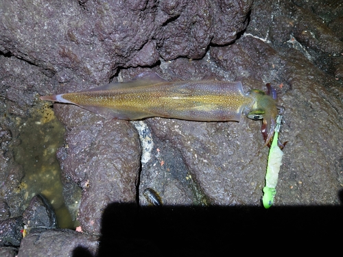 ヤリイカの釣果