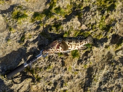 イシミーバイの釣果