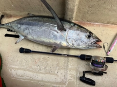 ビンチョウマグロの釣果