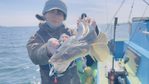 マゴチの釣果