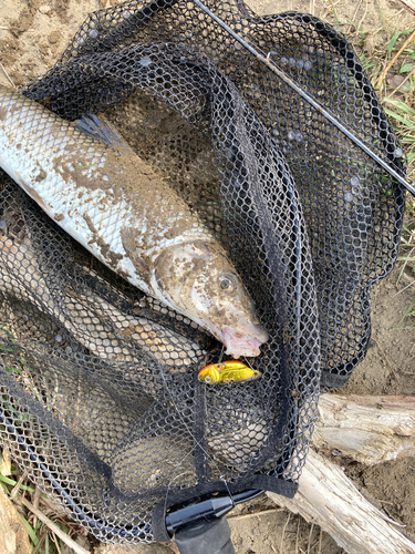 ニゴイの釣果