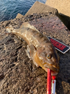 アブラコの釣果