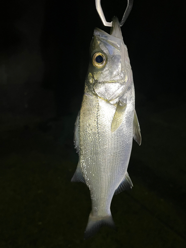 セイゴ（マルスズキ）の釣果