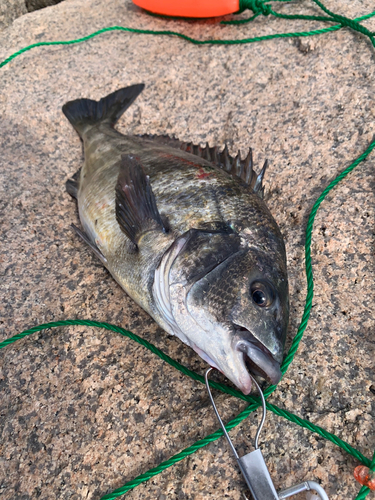 チヌの釣果