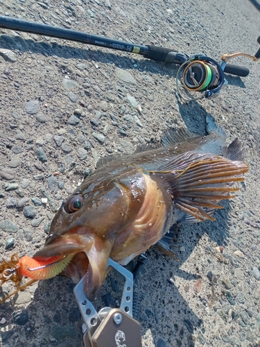 アイナメの釣果