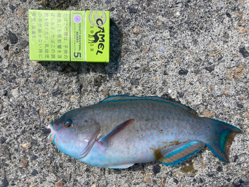 イラブチャーの釣果