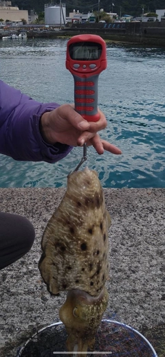 コブシメの釣果