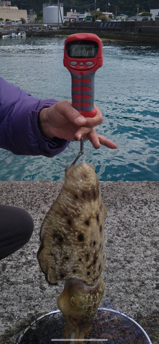 コブシメの釣果