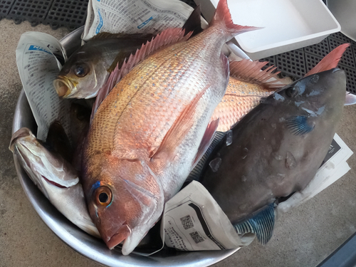 マダイの釣果