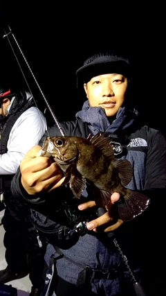シロメバルの釣果