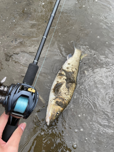 ニゴイの釣果