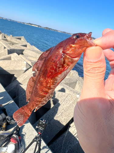 アイナメの釣果