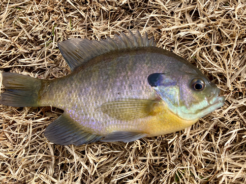 ブルーギルの釣果