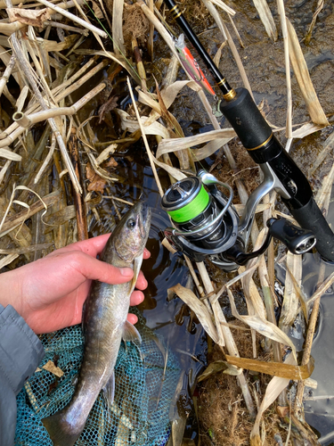 イワナの釣果