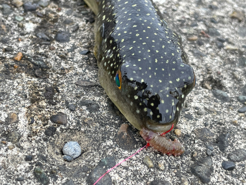 クサフグの釣果