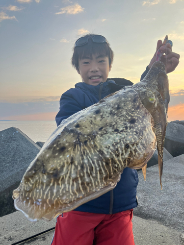 コウイカの釣果