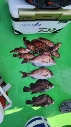 タイの釣果