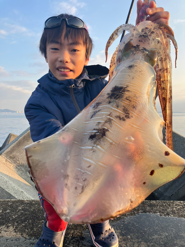 アオリイカの釣果