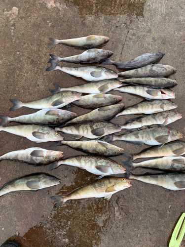 ホッケの釣果