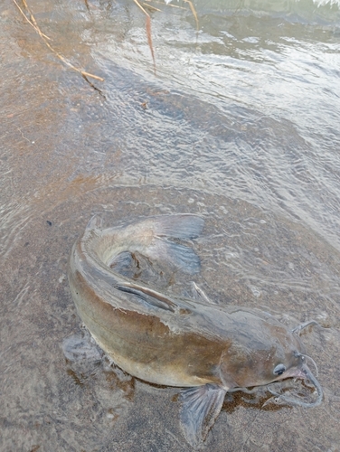 アメリカナマズの釣果