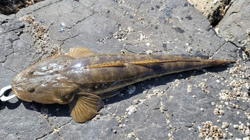 マゴチの釣果