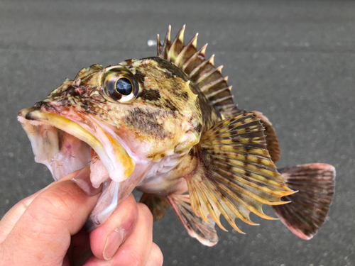 ガシラの釣果