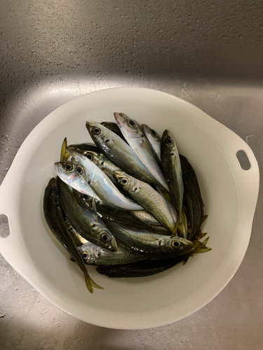 アジの釣果