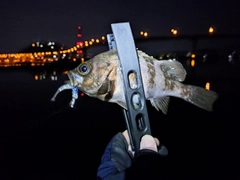 メバルの釣果